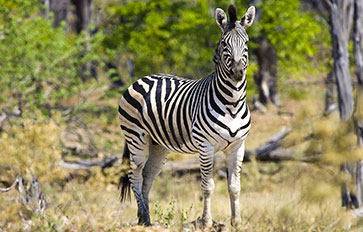 Arusha National Park