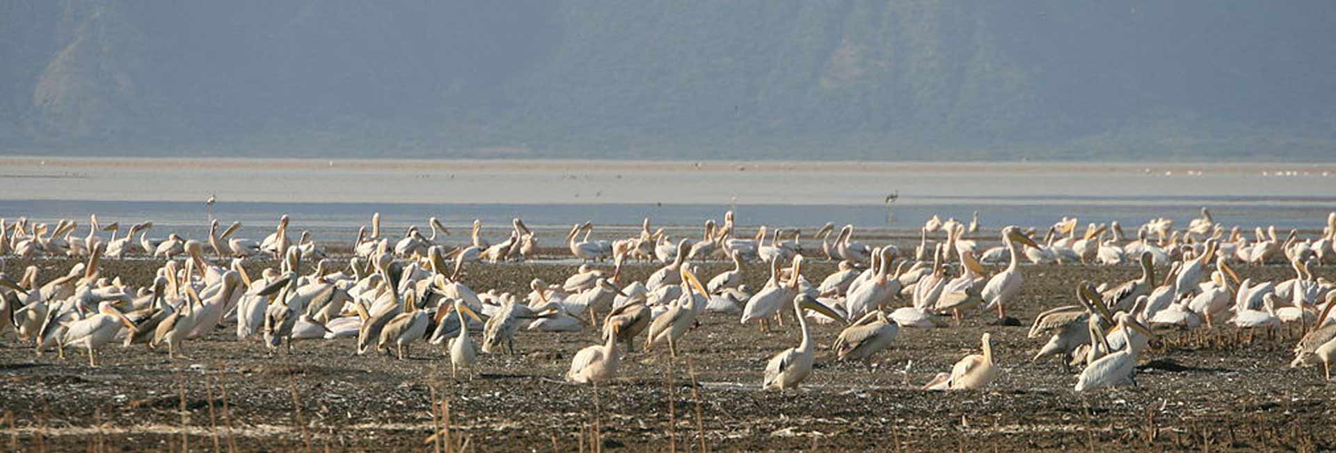 Lake Eyasi