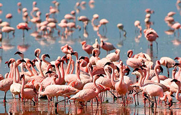 Lake Manyara National Park