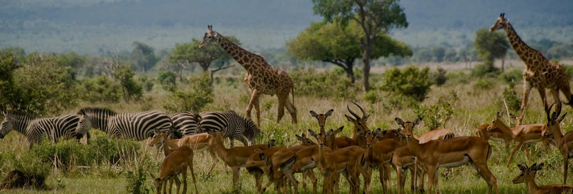 Mikumi National Park