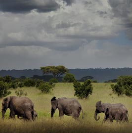 Ruaha National Park