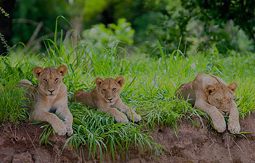 Ruaha National Park