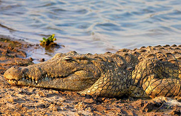 Rubonodo National Park