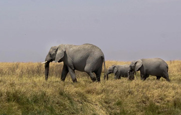 Selous Game Reserve