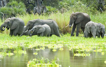 Selous Game Reserve