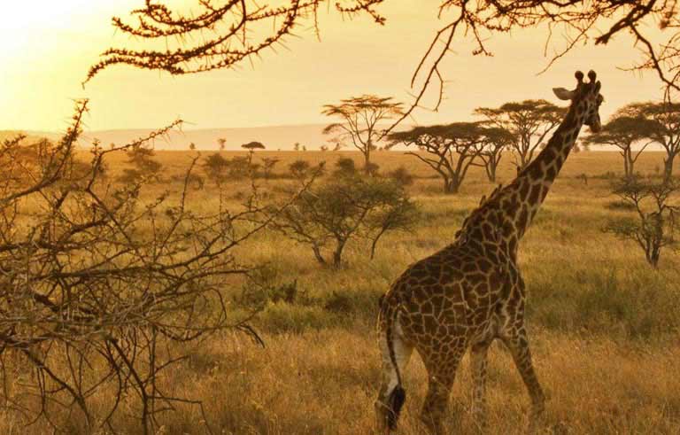 Serengeti National Park