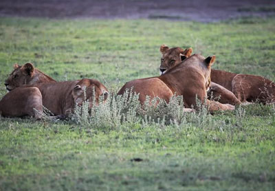 Tanzania Authentic Safari