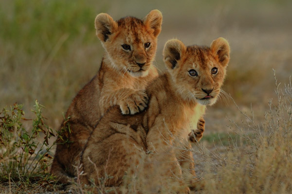 Tanzania Safari Tours