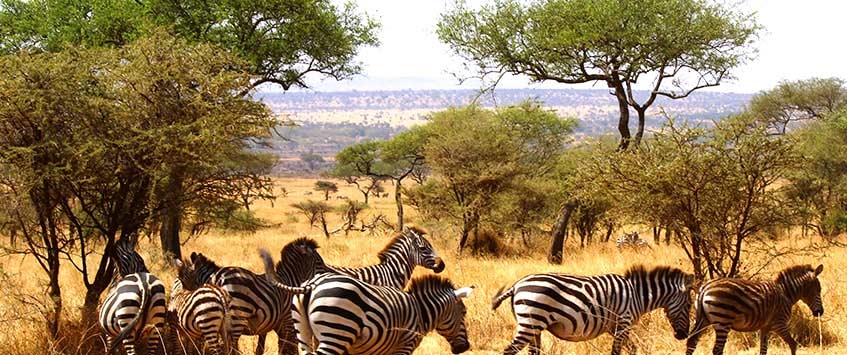 10 Days Private Safari Tanzania