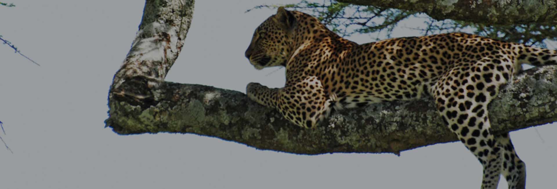 3 Days Serengeti Safari Tours