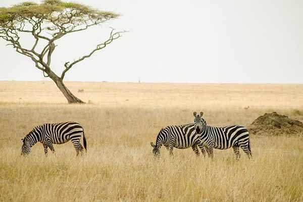 3 Days Tanzania Safari Tours