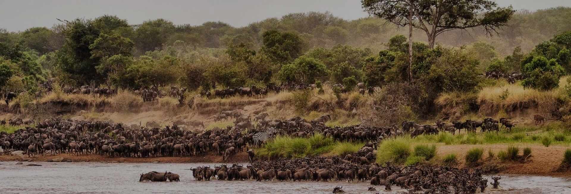 3 Days Tanzania Safari Tours