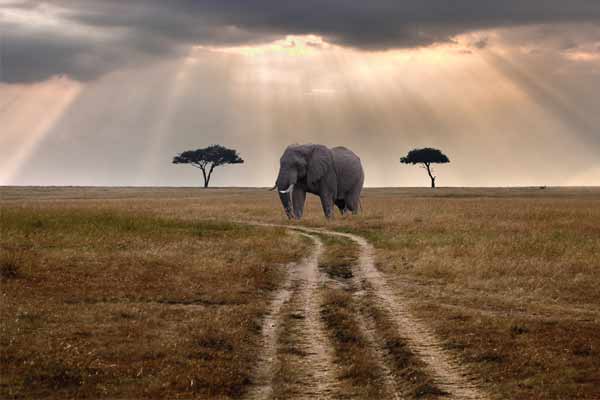 5 Days Tanzania Safari Tours