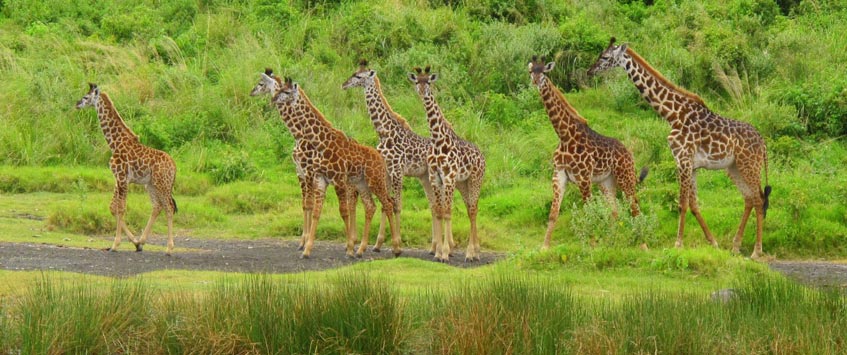 4 Days Budget Safari Tanzania