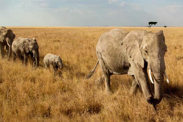 4 Days Budget Safari Tanzania