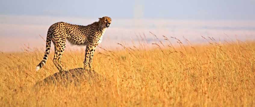 5 Days Big Five Safari Tours