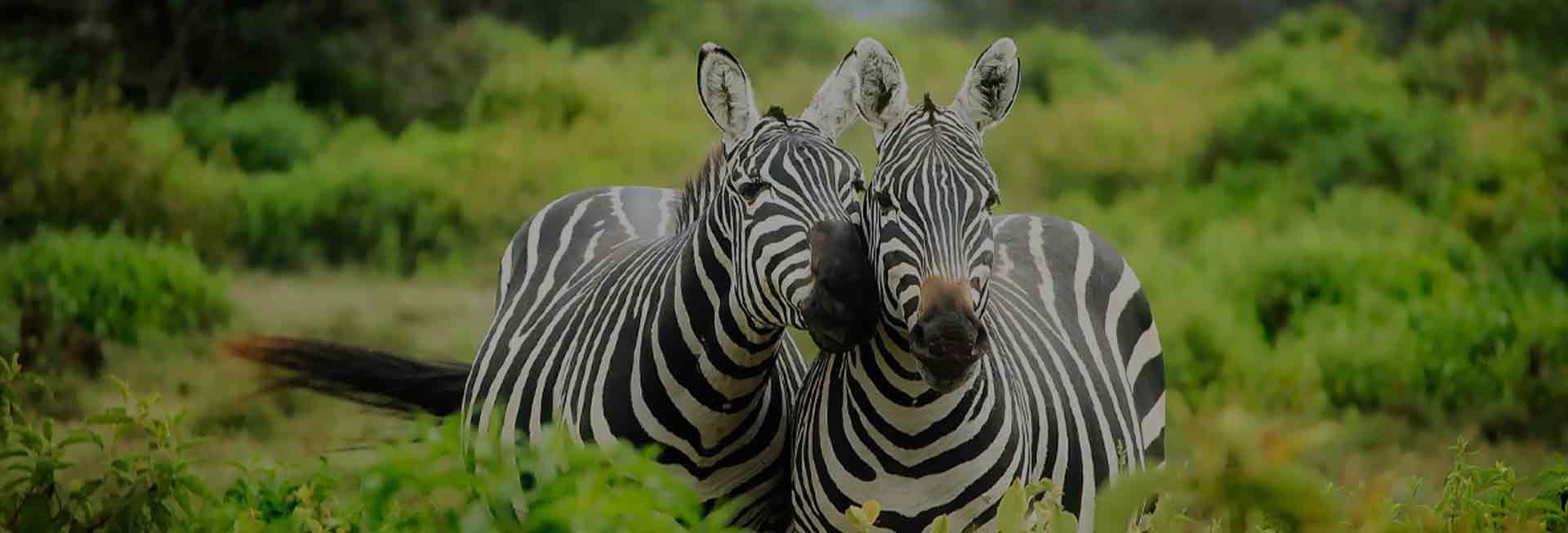 5 Days Authentic Tanzania Safaris