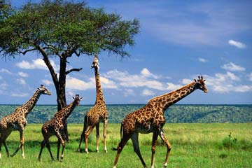 5 Days Authentic Tanzania Safaris