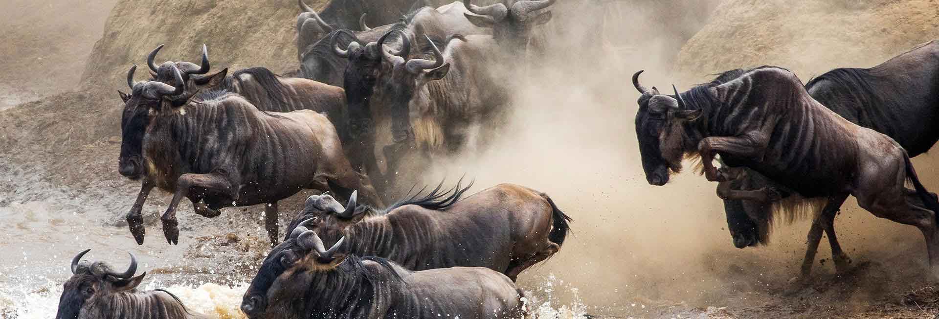 5 Days Serengeti Wildebeests Migration