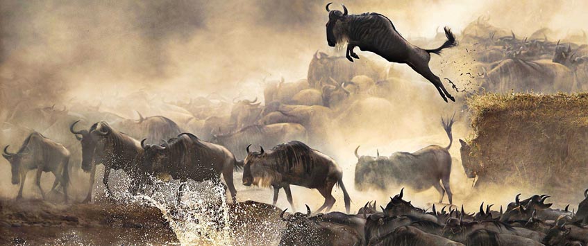 5 Days Serengeti Wildebeests Migration