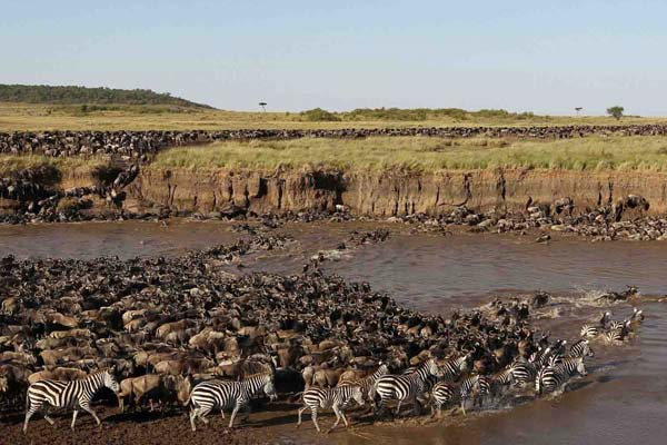 5 Days Serengeti Wildebeest Migration