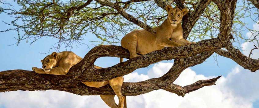 6 Days Budget Safari Tanzania