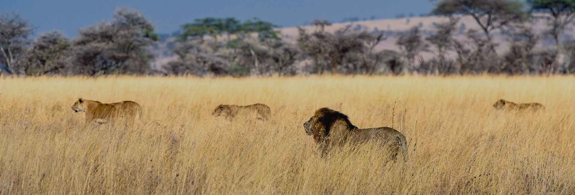 6 Days Budget Safari Tanzania