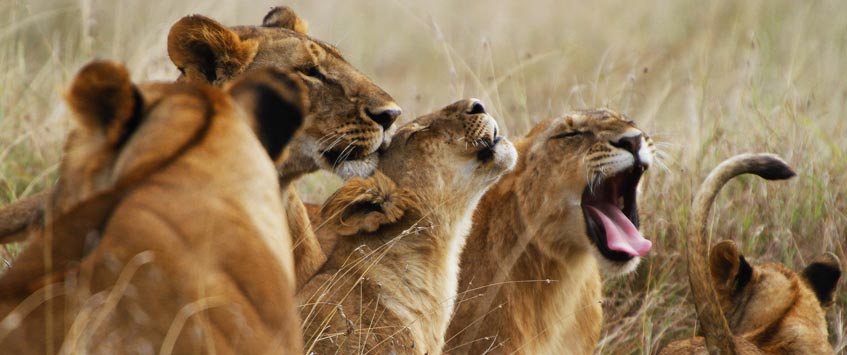 6 Days Budget Safari Tanzania