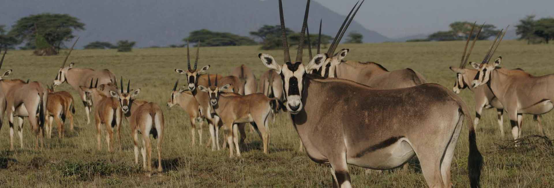 6 Days Budget Safari Tanzania