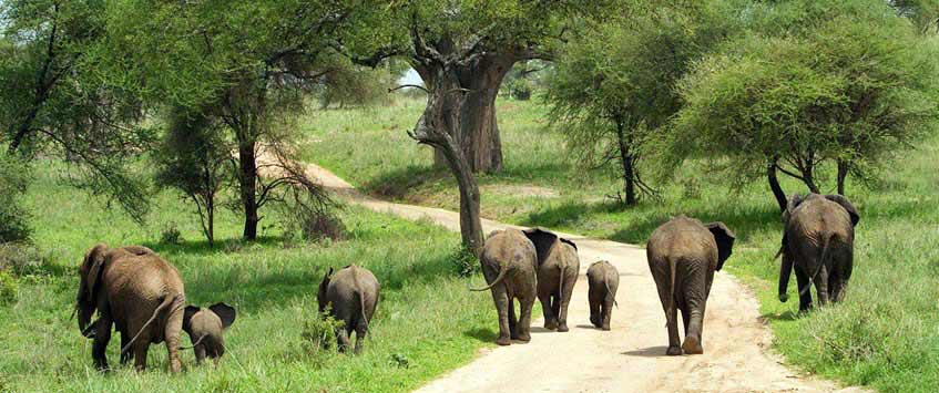 6 Days Budget Safari Tanzania