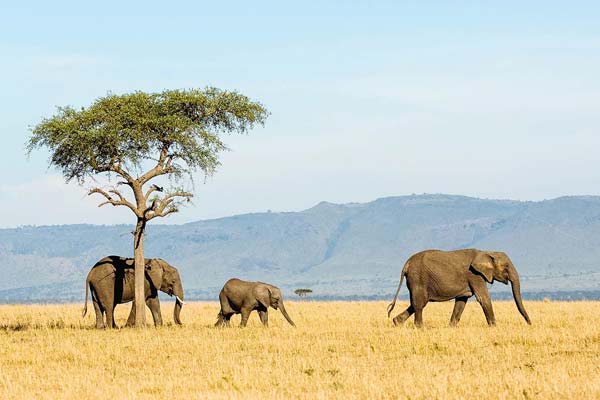 6 Days Budget Safari Tanzania