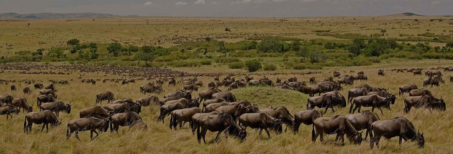 7 Days Serengeti Wildebeest Migration