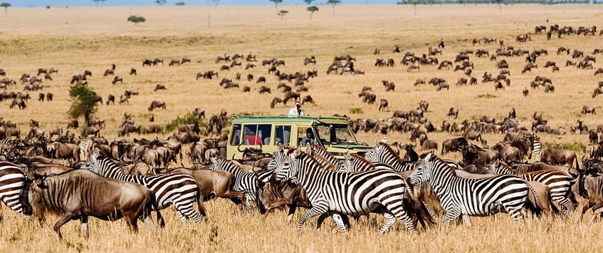 Wildebeests migration safari