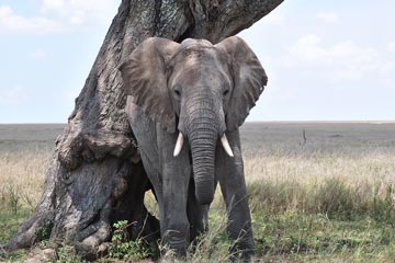 7 Days Serengeti Safari Tours