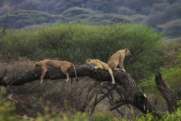 7 Days Budget Safari Tanzania