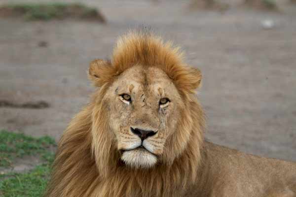 7 Days Big five safari Tours