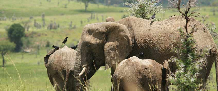 7 Days Tanzania Camping Safari