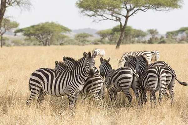 7 Days Tanzania Camping Safari