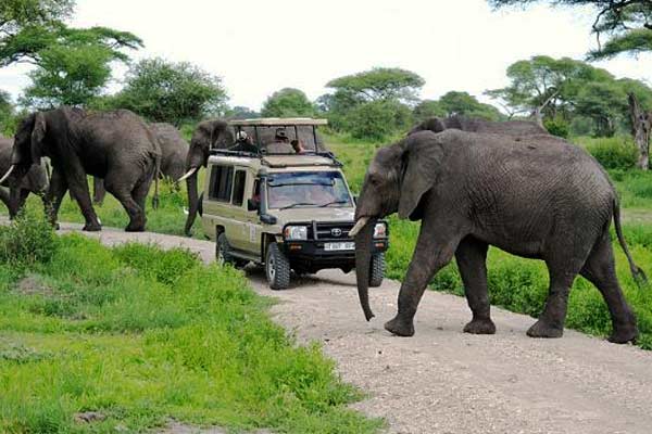 7 Days Tanzania Safari tours