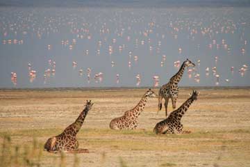 7 Days Private Safari Tanzania