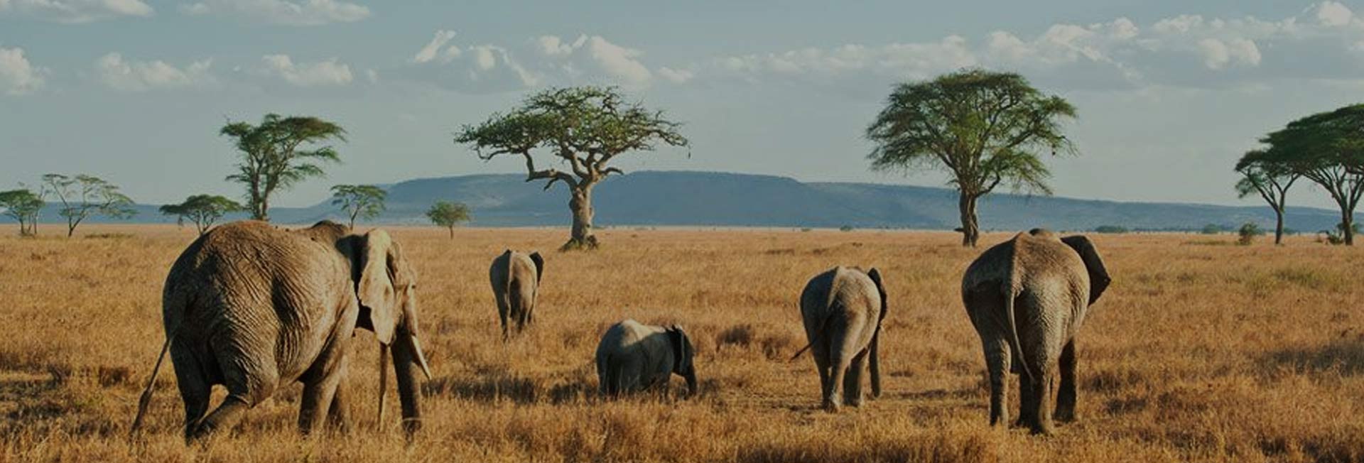 8 Days Serengeti Safari Tours