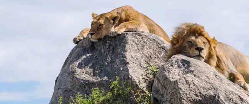 8 Days Serengeti Safari Tours