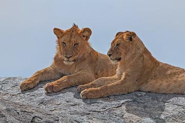 8 Days Serengeti Safari Tours