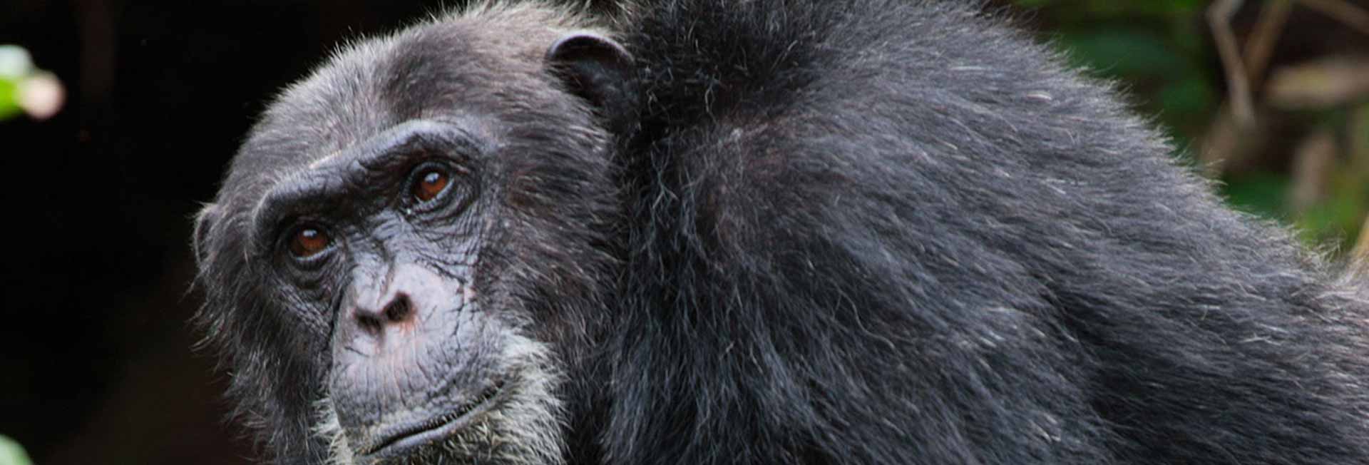 8 Days Tanzania Chimpanzee Safari