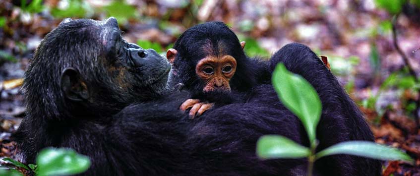 8 Days Tanzania Chimpanzee Safari