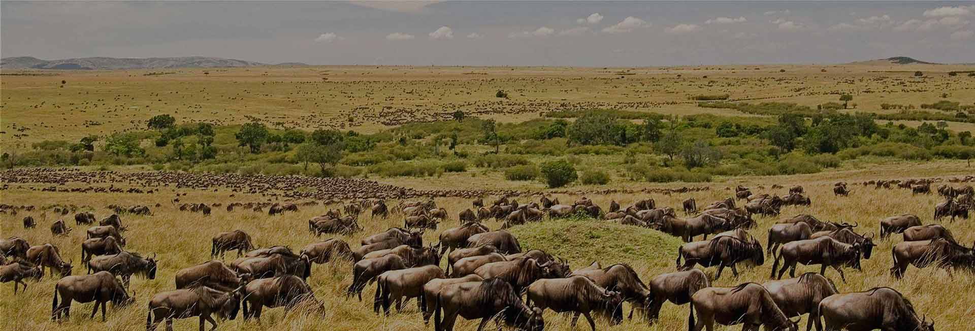 8 Days Serengeti Wildebeest Migration