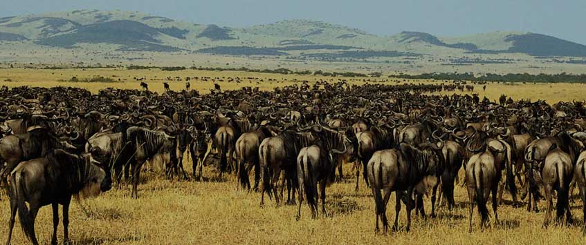 8 Days Serengeti Wildebeest Migration