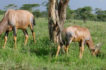 9 Days Authentic Tanzania Safaris