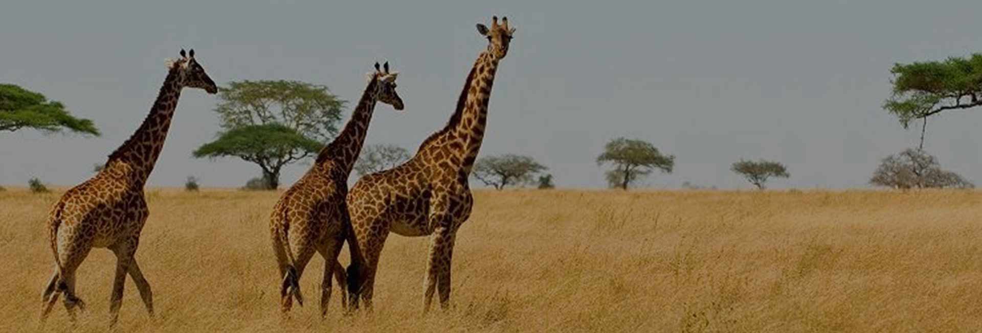 9 Days Big Five Safari Tours