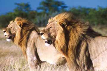  9 Days Big Five Safari Tours